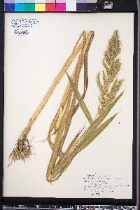 Echinochloa walteri image