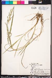 Echinochloa colona image