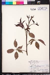 Rubus trivialis image