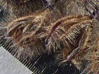 Anthaenantia rufa image