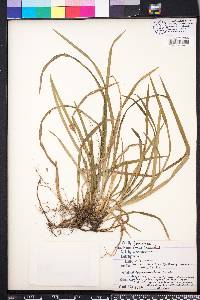 Carex abscondita image