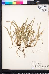 Carex abscondita image