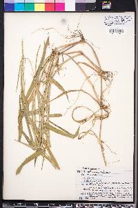 Urochloa platyphylla image