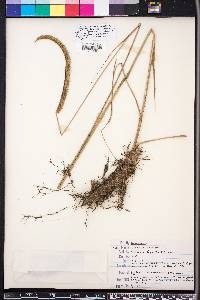 Ctenium aromaticum image