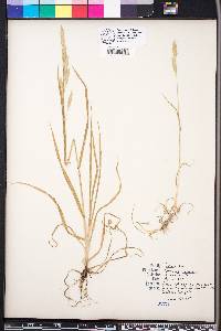 Bromus catharticus image