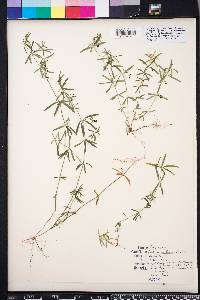 Galium uniflorum image