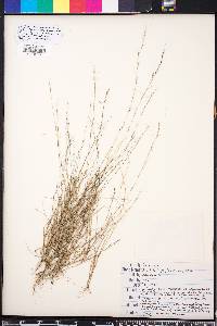 Aristida longespica image