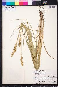 Carex alata image