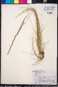 Aristida stricta image