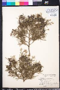 Juniperus silicicola image