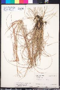 Andropogon gyrans image