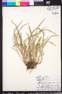 Carex abscondita image