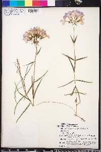 Phlox floridana image