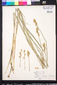 Carex alata image