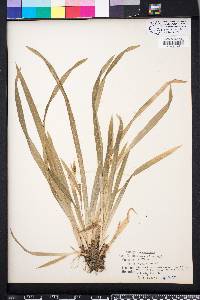 Carex abscondita image