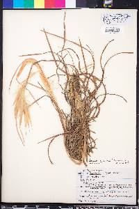 Andropogon gyrans image