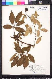 Rubus argutus image