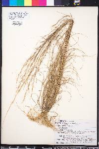 Aristida tenuispica image