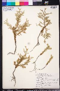 Chamaecyparis thyoides image