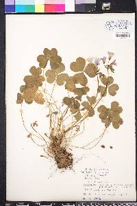 Oxalis rubra image