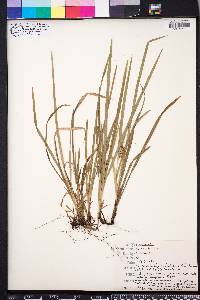 Carex abscondita image