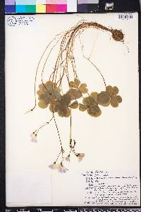 Oxalis rubra image