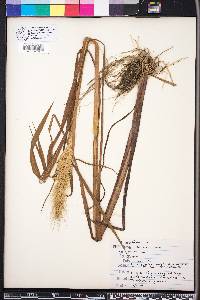 Echinochloa walteri image