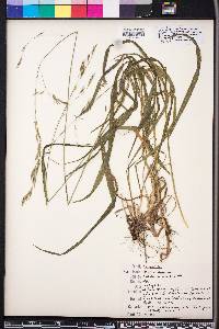 Bromus pubescens image