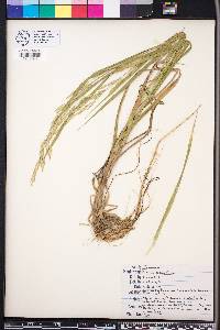 Bromus commutatus image