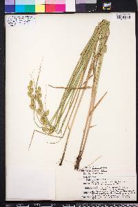 Carex alata image