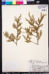 Chamaecyparis thyoides image