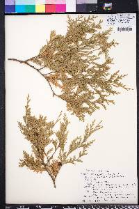 Chamaecyparis thyoides image