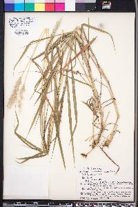 Bothriochloa saccharoides image