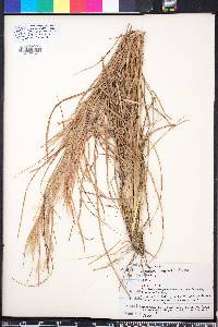 Andropogon longiberbis image