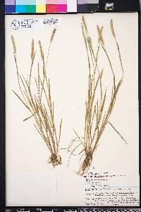 Alopecurus carolinianus image