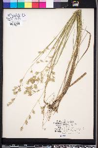 Chasmanthium nitidum image