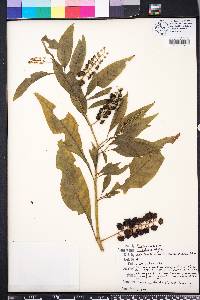 Phytolacca rigida image