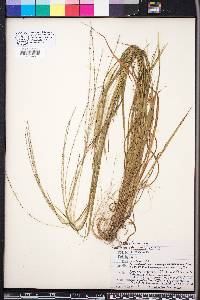 Digitaria villosa image