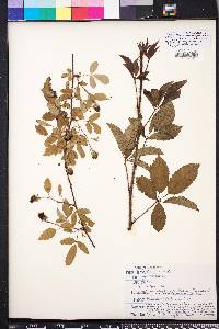 Rubus trivialis image