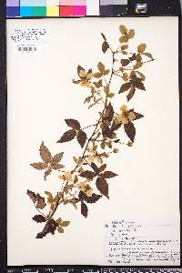 Rubus trivialis image