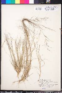 Aristida intermedia image