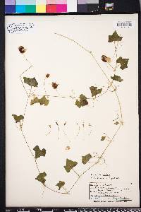 Melothria pendula image