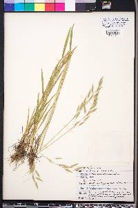 Bromus commutatus image