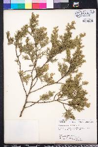 Chamaecyparis thyoides image