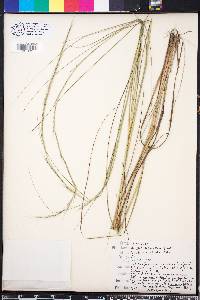 Aristida affinis image