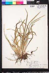 Carex abscondita image