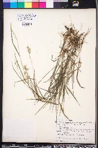 Chasmanthium ornithorhynchum image