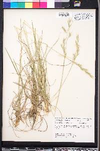 Danthonia sericea image
