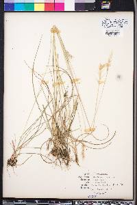 Danthonia sericea image