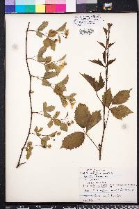 Rubus enslenii image